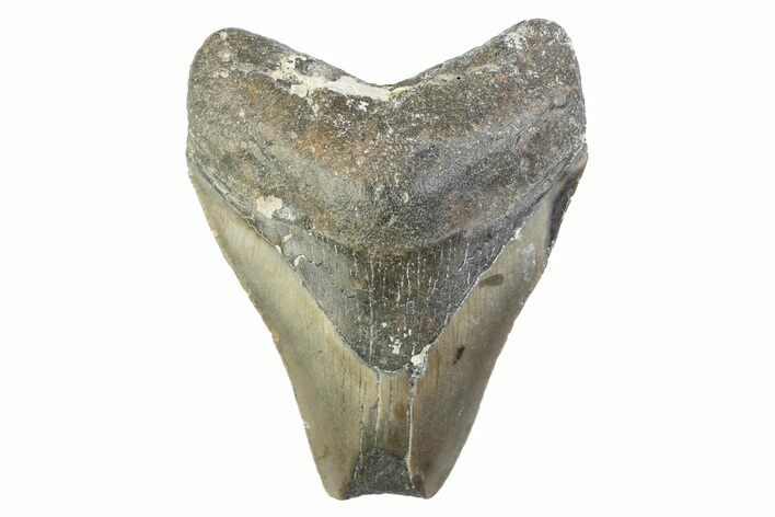 Partial, Fossil Megalodon Tooth - North Carolina #374077